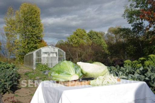 Капуста белокочанная позднеспелая Доминанта - Партнер фото 3