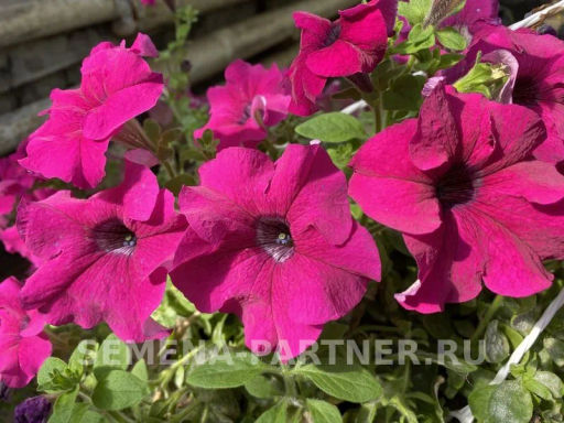 Петуния Итальянка Виолетта каскадная фиолетовая - Партнер фото 4