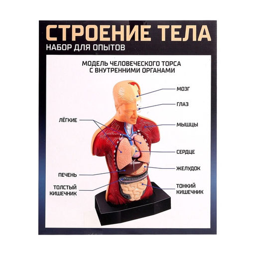 Научный опыт Строение тела - Эврики фото 23