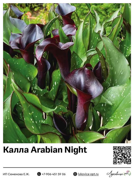 Калла Arabian Night