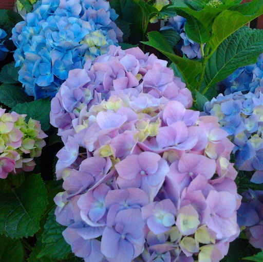 Гортензия крупнолистная Тугезе - 7цветов фото 2