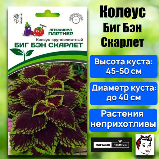 Колеус шлемниковидный крупнолистный Биг Бэн Скарлет - Партнер фото 2