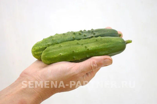 Огурец пчелоопыляемый Чечель - Партнер фото 3