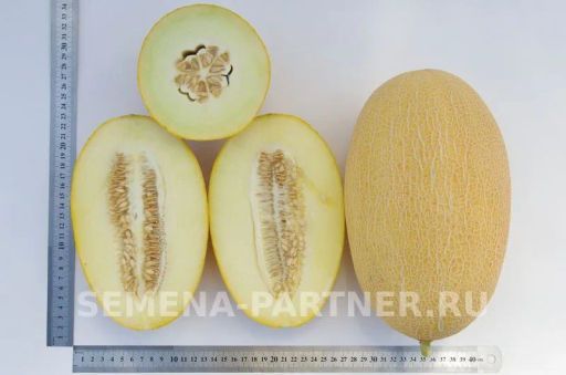 Дыня Багира - Партнер фото 6