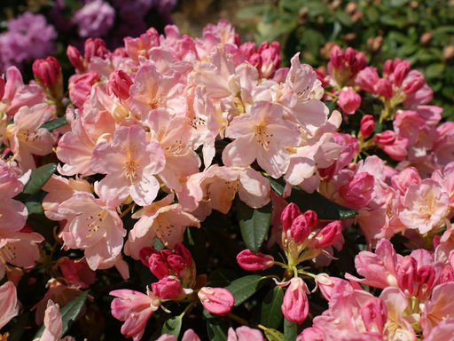 Рододендрон Percy Wiseman (Перси Вайсман) - Долина роз фото 2