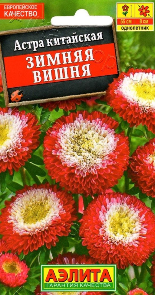 Астра Зимняя вишня помпонная 0,2г (Аэлита)