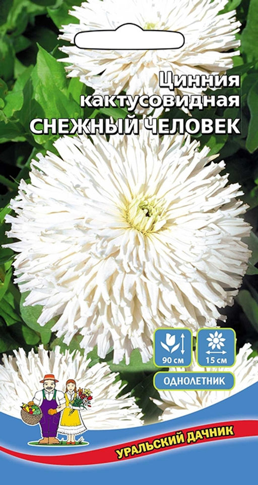 Цинния СНЕЖНЫЙ ЧЕЛОВЕК кактусовидная