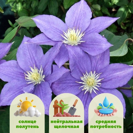 Клематис Бьюти оф Вочестер - Долина роз фото 2