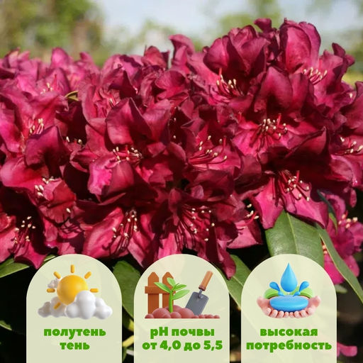 Рододендрон Поларнахт