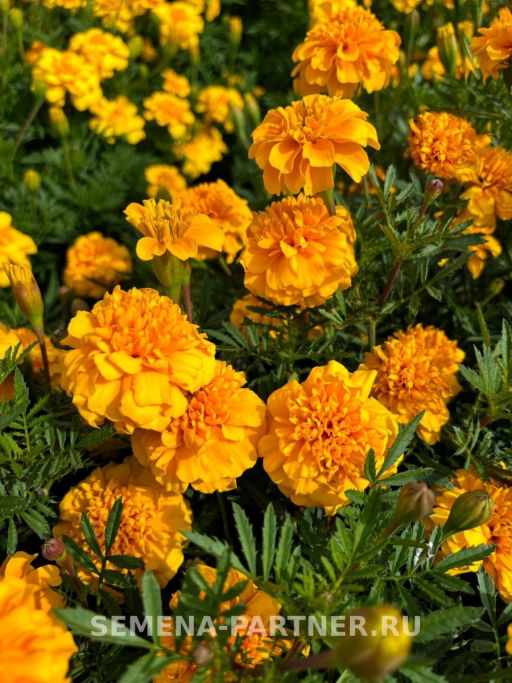 Бархатцы отклоненные Бонанза Голд - Партнер фото 3