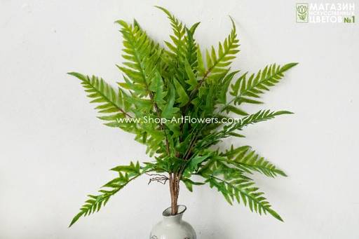 135	Папоротник 4 - Без тм фото 2