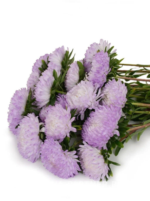 Астра китайская Зачарованная - Партнер фото 4