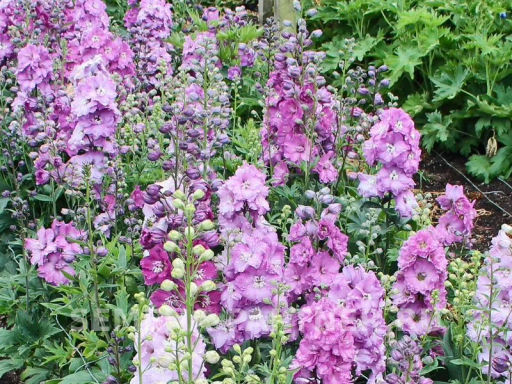 Дельфиниум Мини Пинк - Партнер фото 4