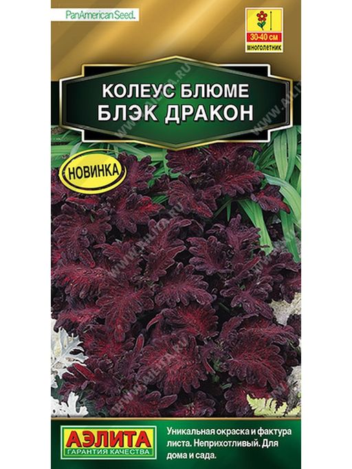 Колеус блюме Блэк дракон (2026)