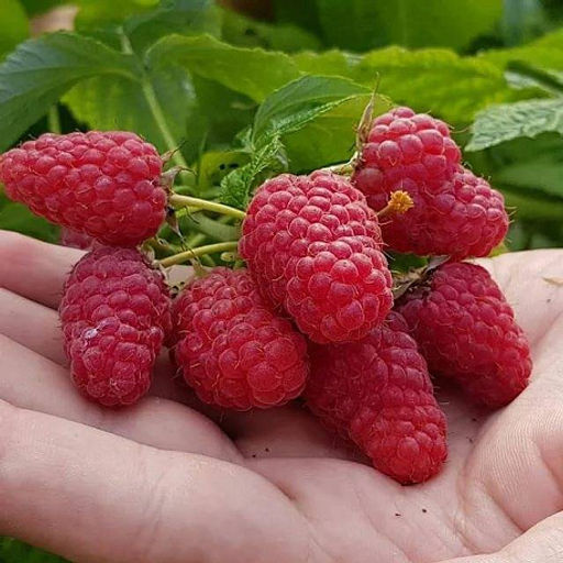 Малина Гордость России 1 год