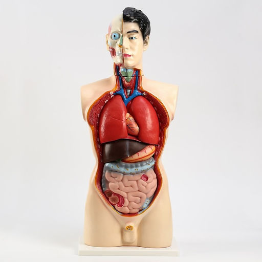 Анатомическая модель «Макет торса человека», 80 см