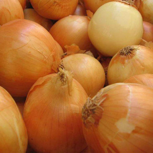 6262U Лук репчатый Халцедон 1гр