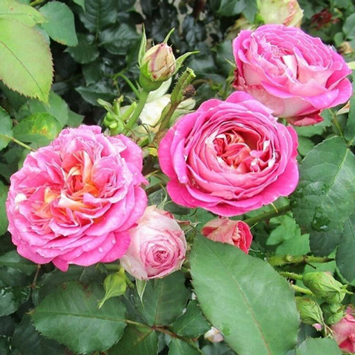 R450 САНТЕНЕР ДЕ ЛЕЙЛЕ