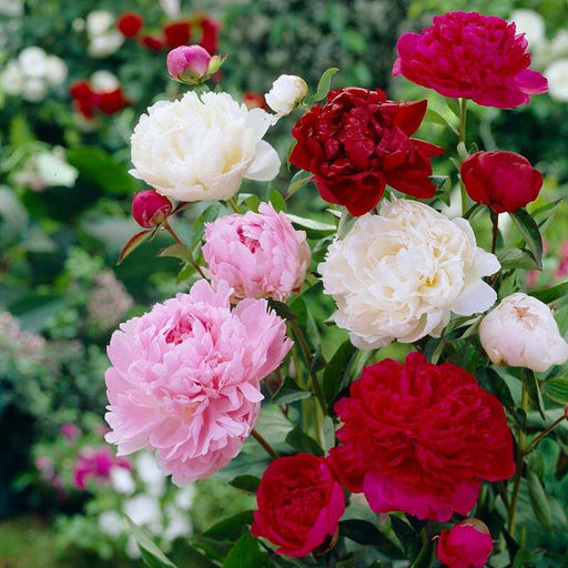 Пион Mixed - Голландские луковицы фото 3