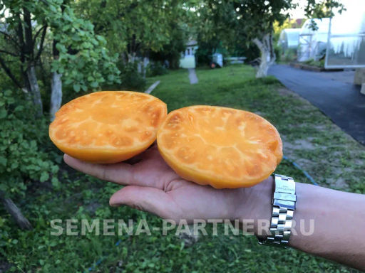 Томат Амана Оранж - Партнер фото 4