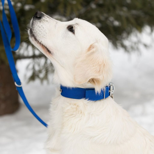 Ошейник клепаный, 48,5 х 3 см, ОШ 31-40 см, полиэстер, синий - Пижон фото 5