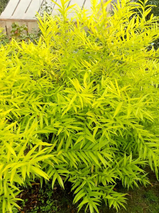 Ива сахалинская Голден Саншайн С5