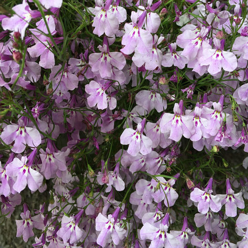 5237D Лобелия эринус Ривьера Лилак 5шт