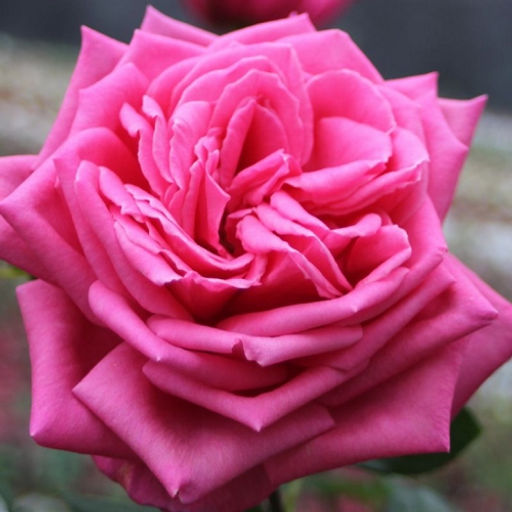 R174 ДУФТРАУШ