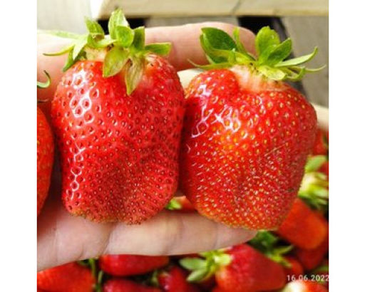 Клубника Лючия А 10шт/пучок