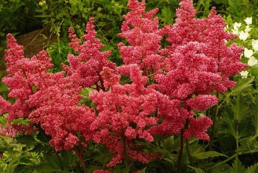 АСТИЛЬБА Анита Фейфер Разбор 2/3 n Кол-во упак., шт 1