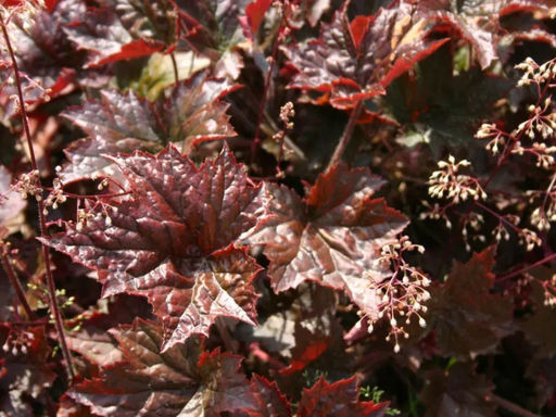 Гейхера Капучино - Долина роз фото 3