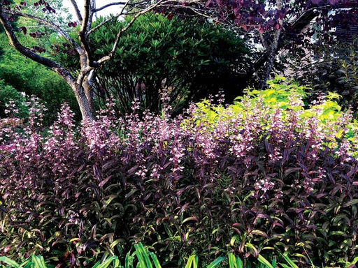 Пенстемон Дарк Тауэрс - Долина роз фото 5