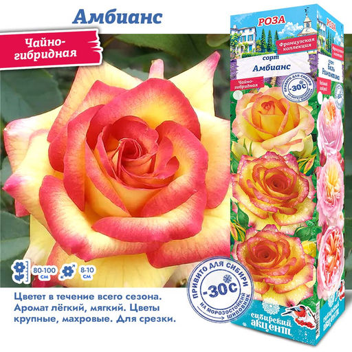 Роза Амбианс (Чайно-гибридная) 1шт