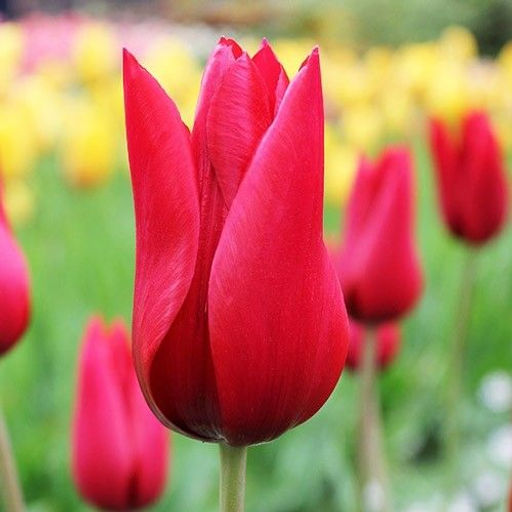 Тюльпан Pieter de Leur (Лилиецветный) - Голландские луковицы фото 3