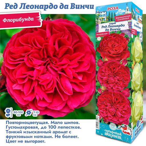 Роза Ред Леонардо до Винчи (Флорибунда) 1шт