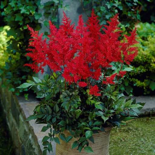 АСТИЛЬБА Рэд Разбор 2/3 n Кол-во упак., шт 1