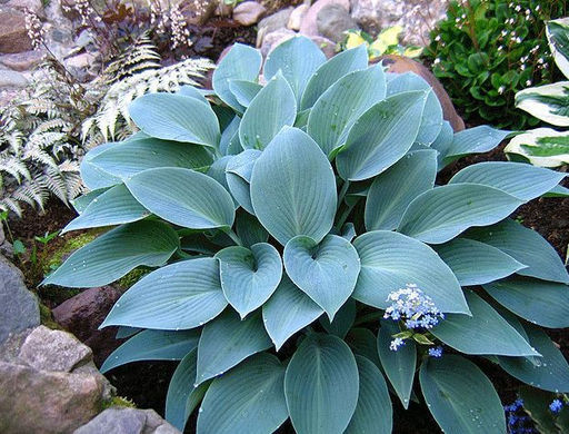 Хоста Halcyon (Халцион) - Долина роз фото 3