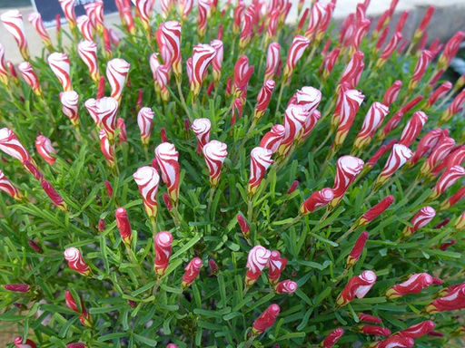 Оксалис Versicolor (Версиколор)