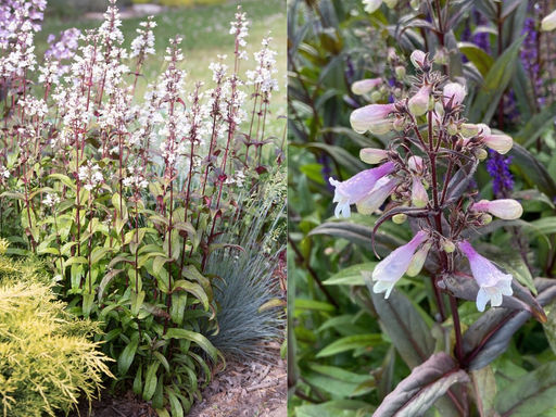 Пенстемон Хаскер Ред - Долина роз фото 4