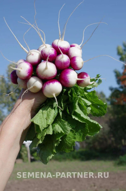 Редис Марго - Партнер фото 3