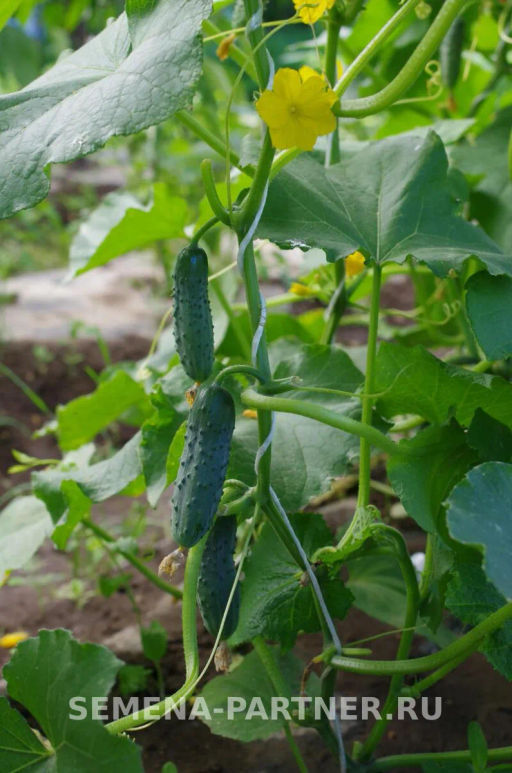 Огурец пчелоопыляемый Эльбрус - Партнер фото 4