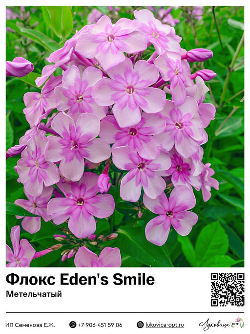 Флокс Edens Smile (Метельчатый)