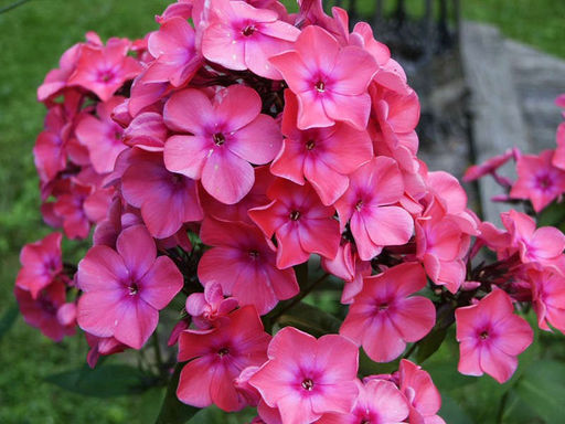 ФЛОКС Виндзор Разбор I Кол-во упак., шт 2