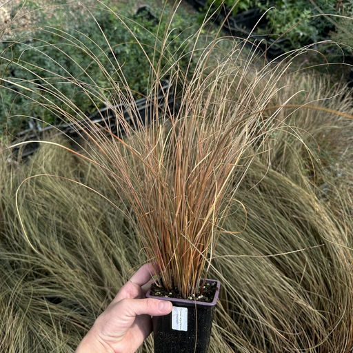 Осока Милк Чоколейт