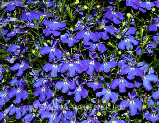 Лобелия ампельная Регатта Марине Блю - Партнер фото 2