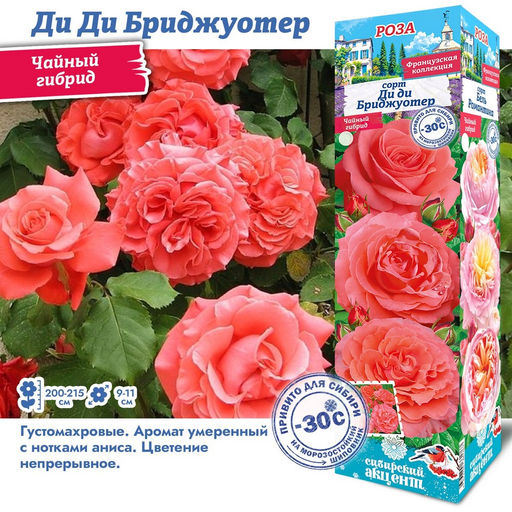 Роза Ди Ди Бриджуотер (Плетистая) 1шт