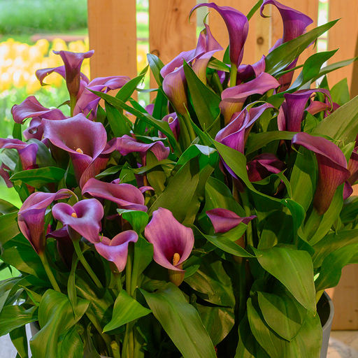 Калла Paco - Голландские луковицы фото 2