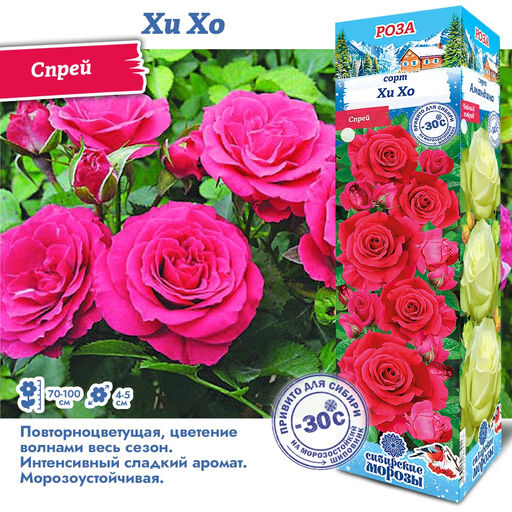 Роза Хи Хо (Спрей) 1шт