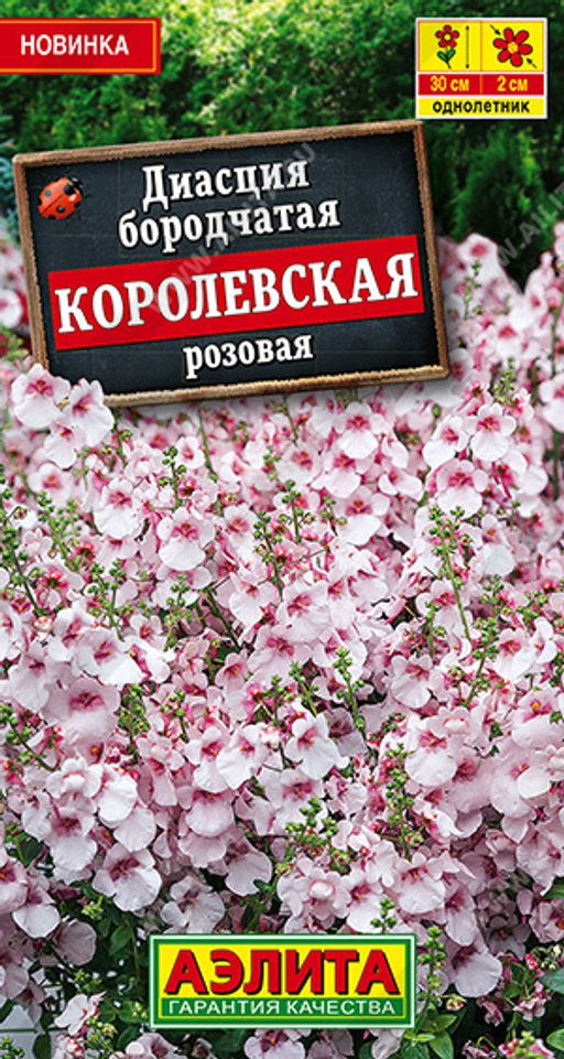 Диасция Королевская розовая