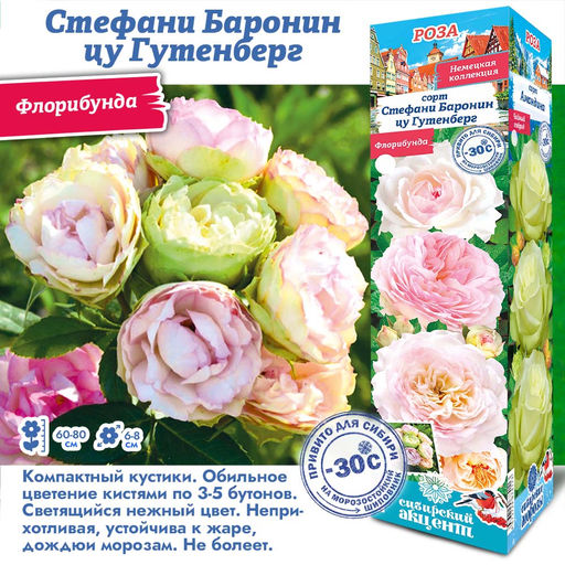 Роза Стефани Баронин цу Гутенберг (Флорибунда) 1шт